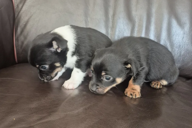 Mixed Breed