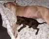 Mixed Breed