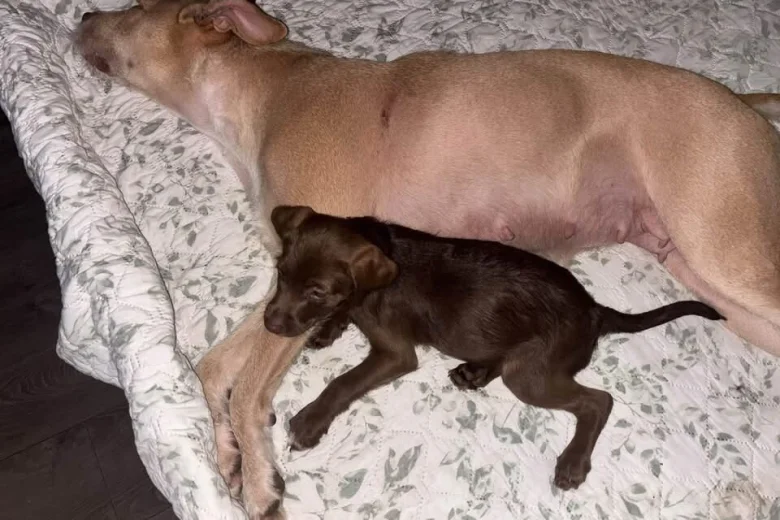 Mixed Breed