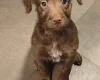 Mixed Breed