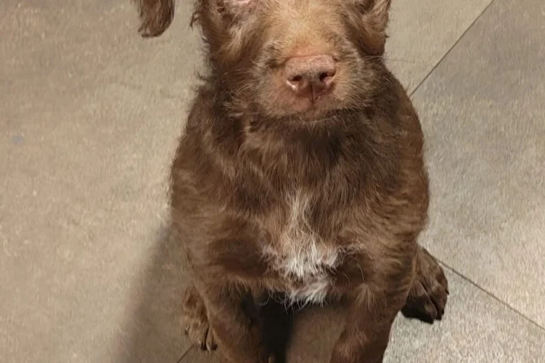 Mixed Breed