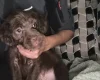Mixed Breed