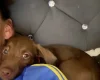Mixed Breed
