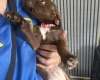 Mixed Breed