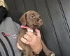 Mixed Breed