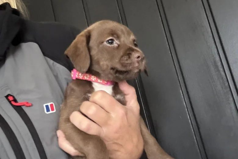 Mixed Breed
