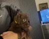 Mixed Breed