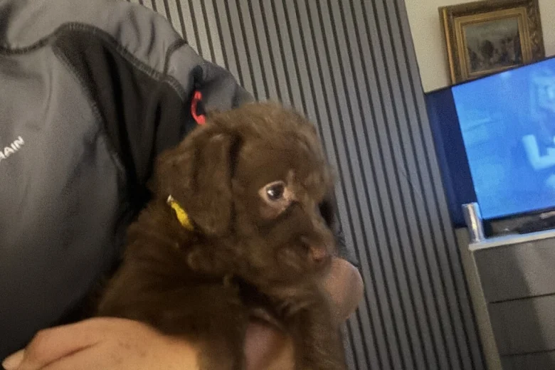 Mixed Breed