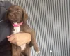 Mixed Breed