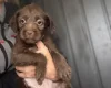 Mixed Breed
