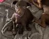 Mixed Breed