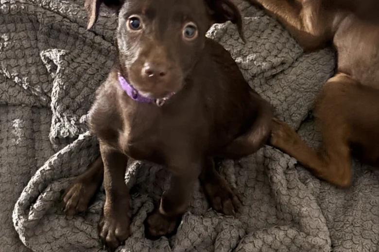 Mixed Breed