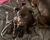 Mixed Breed