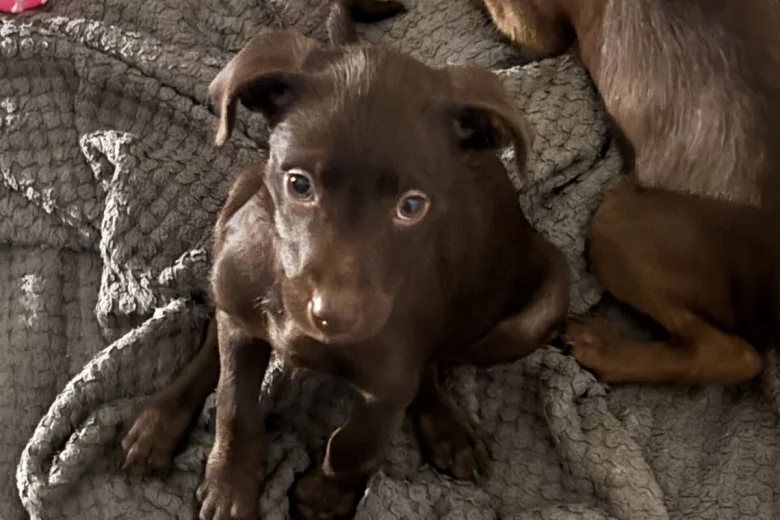Mixed Breed