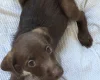 Mixed Breed