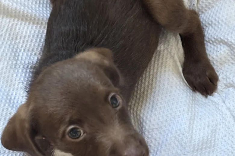 Mixed Breed