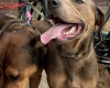 Mixed Breed