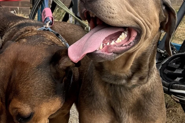 Mixed Breed