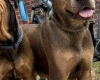 Mixed Breed