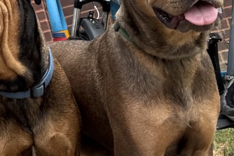 Mixed Breed