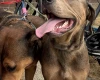 Mixed Breed