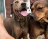 Mixed Breed