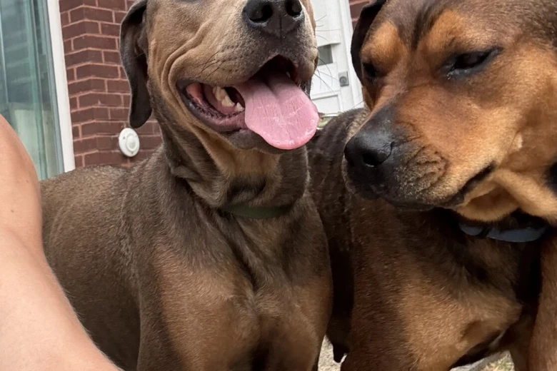 Mixed Breed