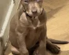 Mixed Breed