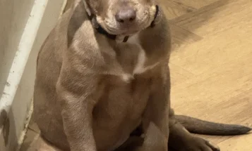 Mixed Breed