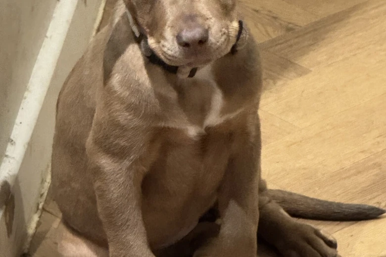 Mixed Breed