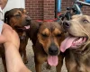Mixed Breed