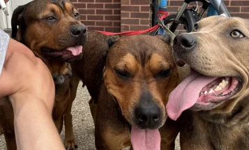 Mixed Breed