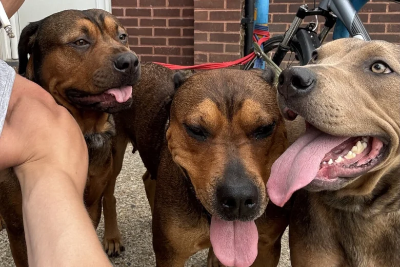 Mixed Breed