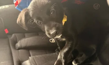 Mixed Breed