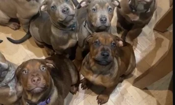 Mixed Breed