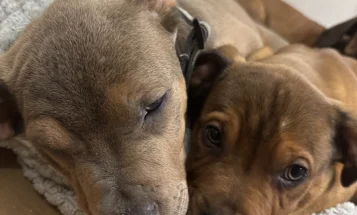 Mixed Breed