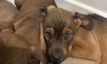 Mixed Breed