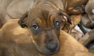 Mixed Breed