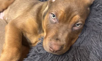 Mixed Breed