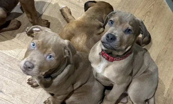 Mixed Breed