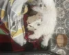 Morkie