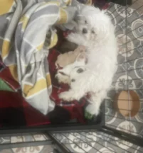 Bonnie