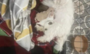 Morkie
