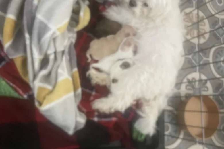 Morkie