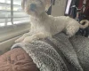 Morkie