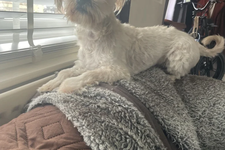 Morkie