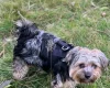 Morkie