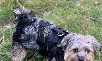Morkie