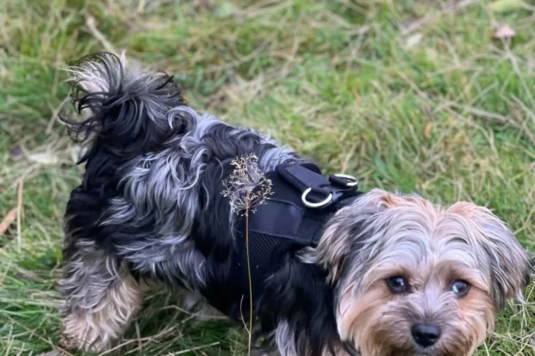 Morkie