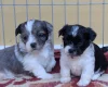 Morkie